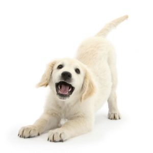 Golden Retriever dog pup, Oscar, 3 months, in play-bow, against white background