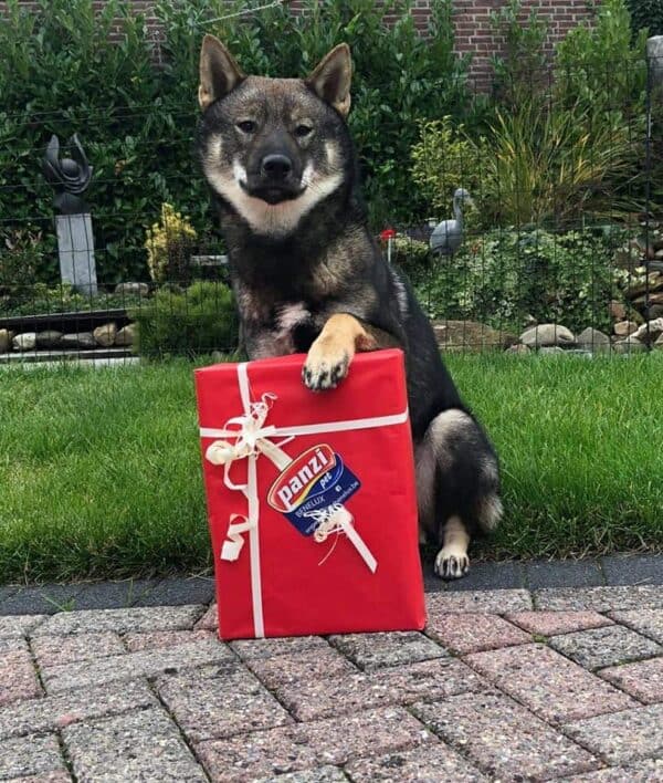 Panzi Box