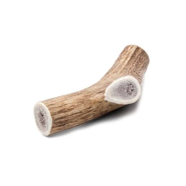 Deer Antler