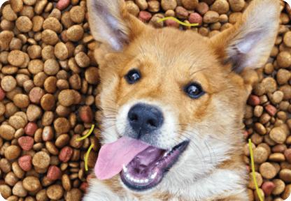 Brokgrootte voor je hond: invloed op gezondheid, eetgedrag en tandhygiëne