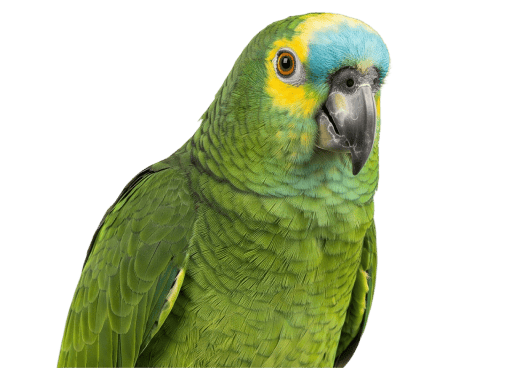 Vogel