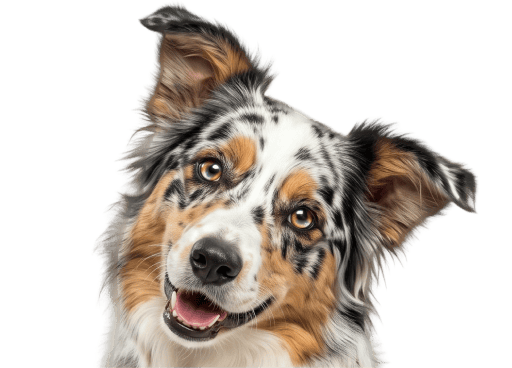 Hond