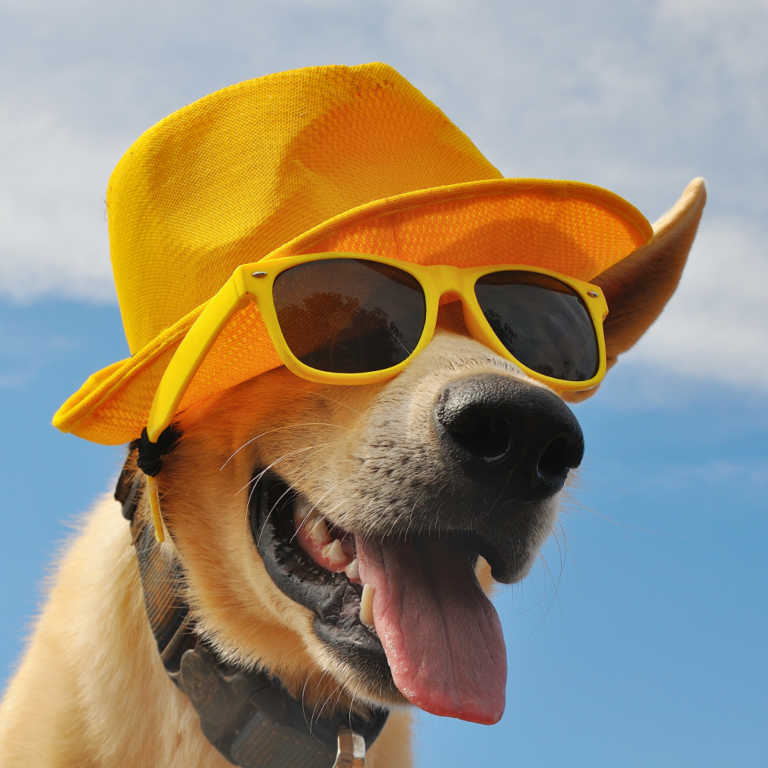 Hoe herken ik overhitting bij een hond?