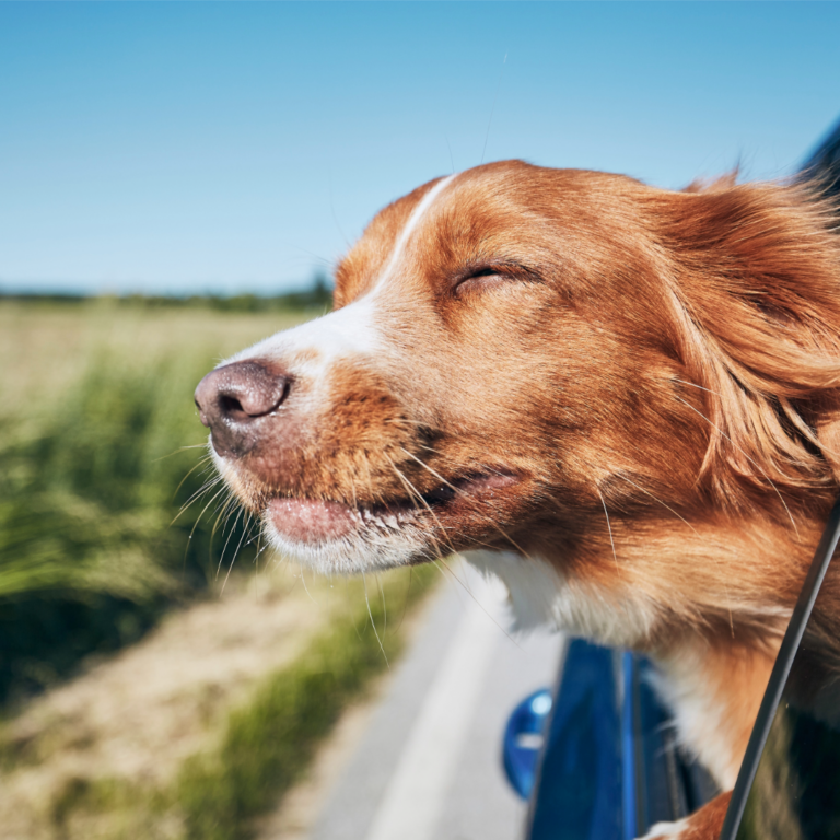 Hoe vervoer ik mijn hond?