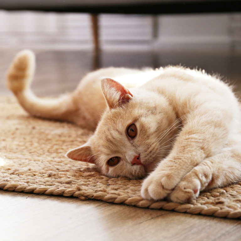 Hoe voorkom je dat de kat aan de zetel krabt?