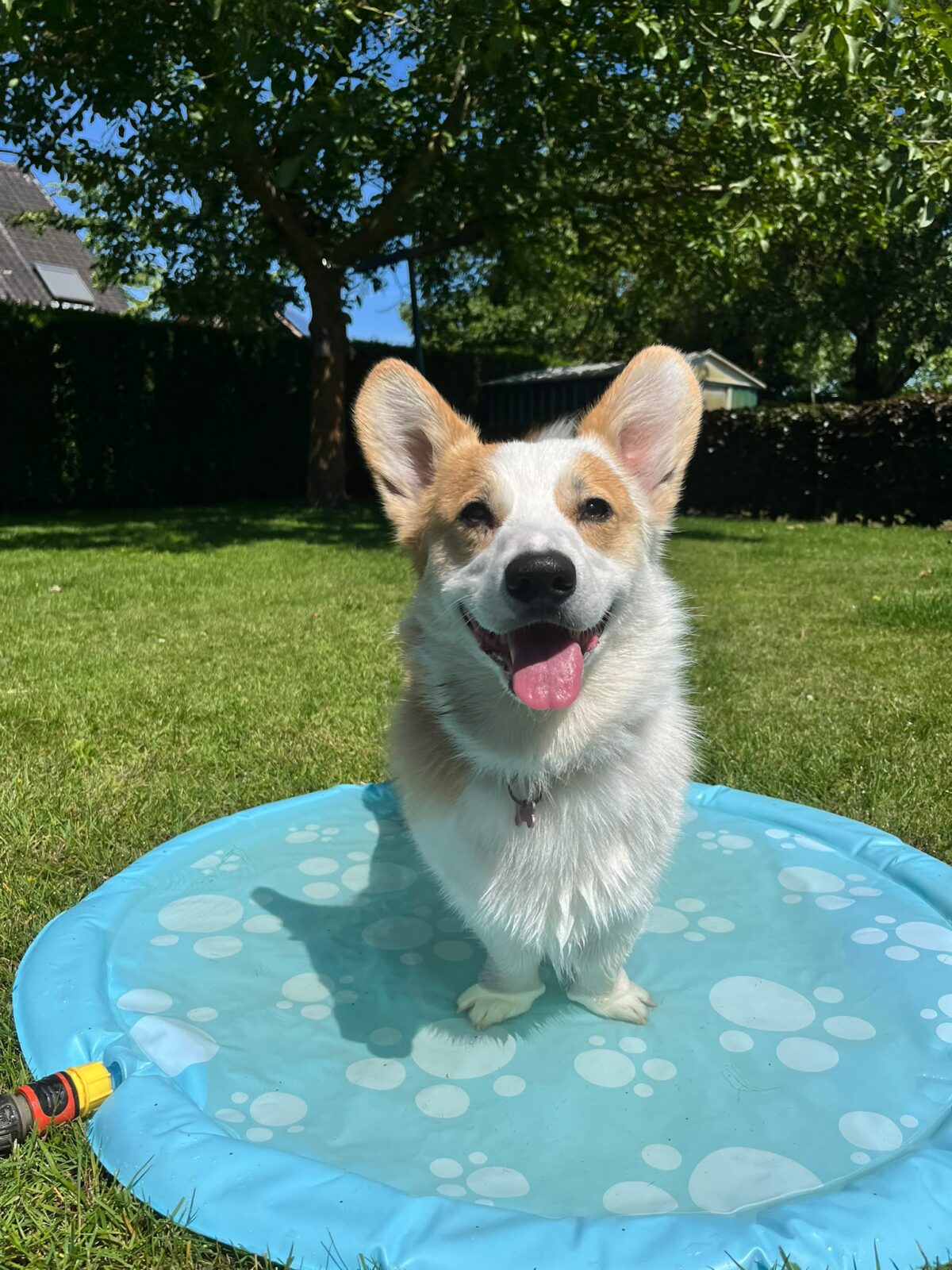 Het dagelijkse leven met een Corgi