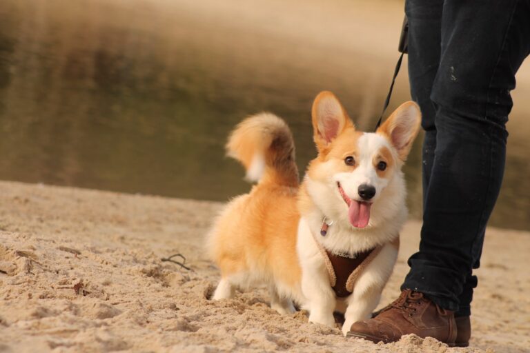 Corgi met groot karakter – Panzi-Pets